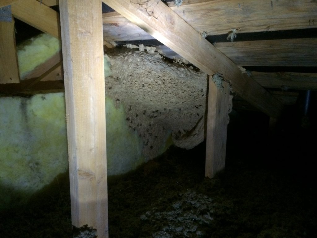 Pendulin's Attic Wasps