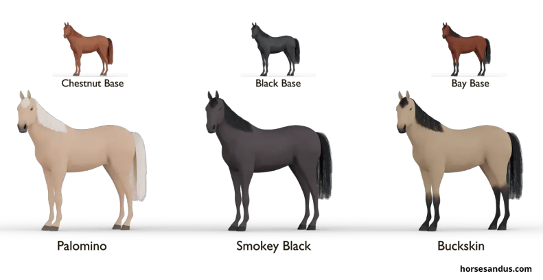 Single dilution horse coat colors